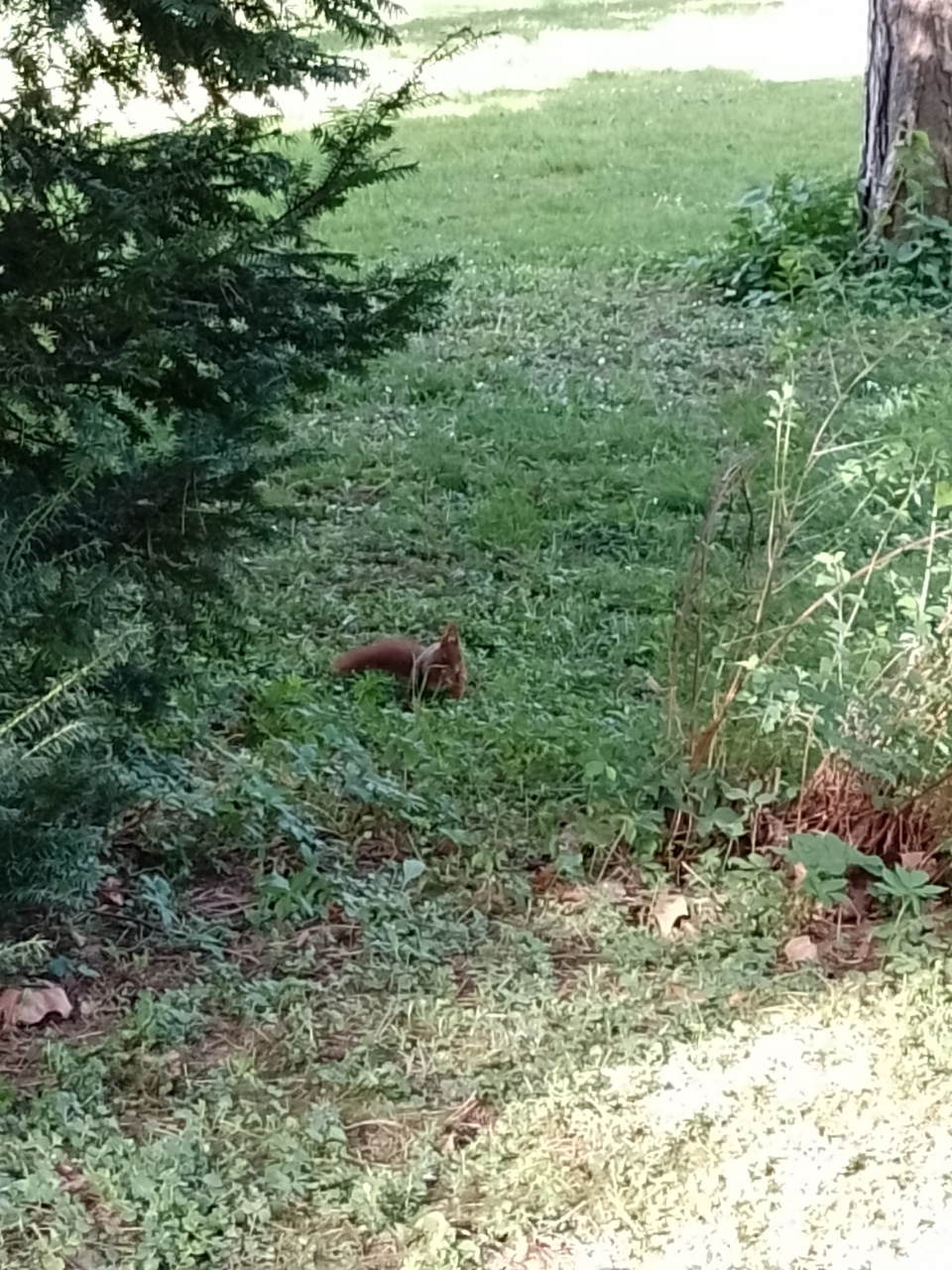 Red Squirrel